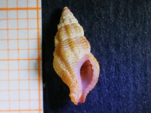 Ocinebrina corallinoides