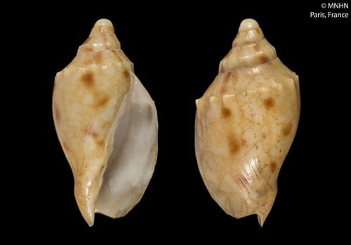 Odontocymbiola americana