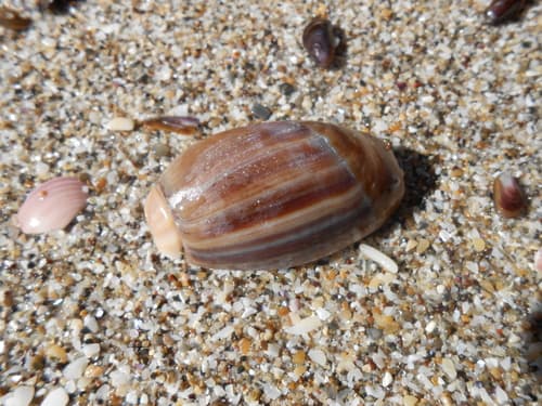 Olivancillaria carcellesi