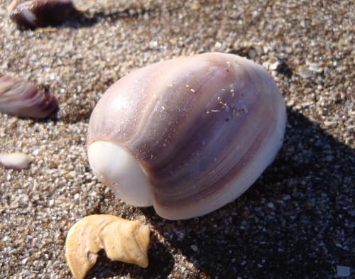 Olivancillaria deshayesiana