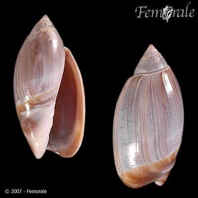 Olivancillaria orbignyi