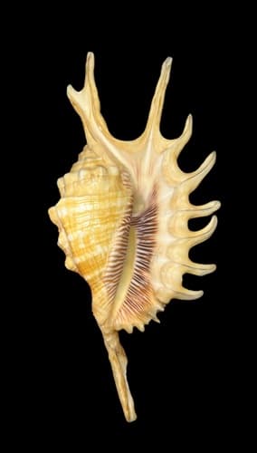 Ophioglossolambis itsumiae