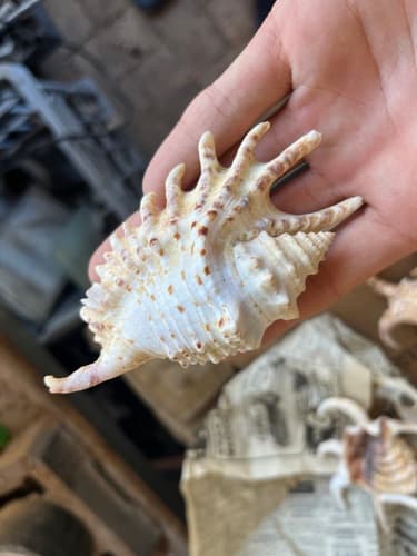 Ophioglossolambis violacea