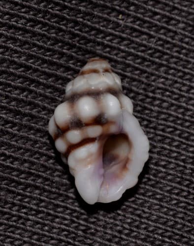 Oppomorus purpureocinctus