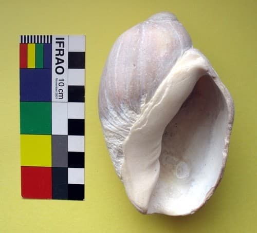 Pachycymbiola ferussacii