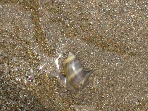 Pachyoliva columellaris