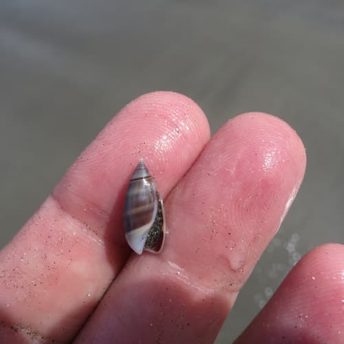 Pachyoliva semistriata