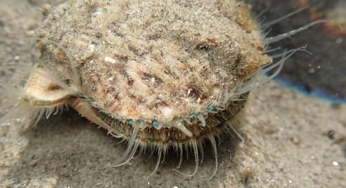 Pacific Calico Scallop