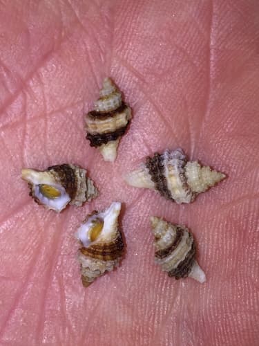 Paciocinebrina atropurpurea