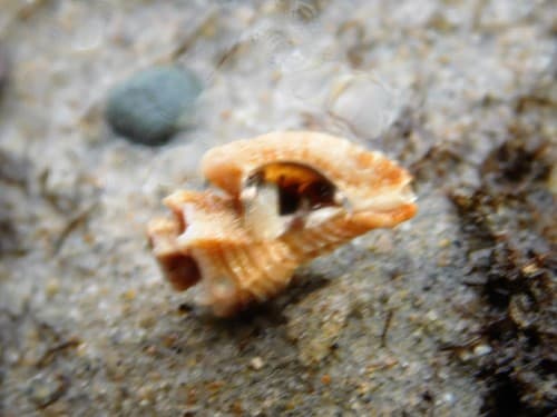 Paciocinebrina barbarensis