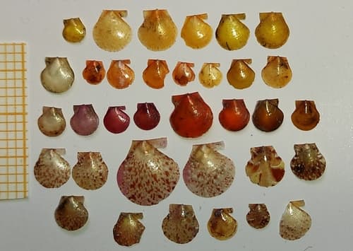 Palliolum incomparabile