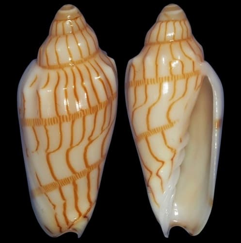 Paramoria leeuwinensis