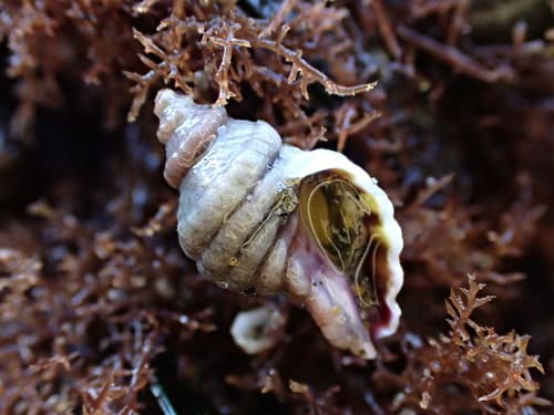 Paratrophon cheesemani