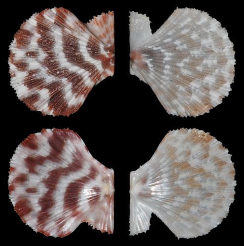 Easter Island Scallop