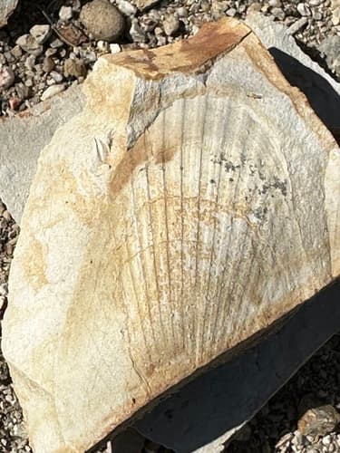 Patinopecten propatulus