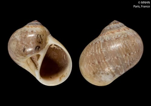 Payraudeautia intricata