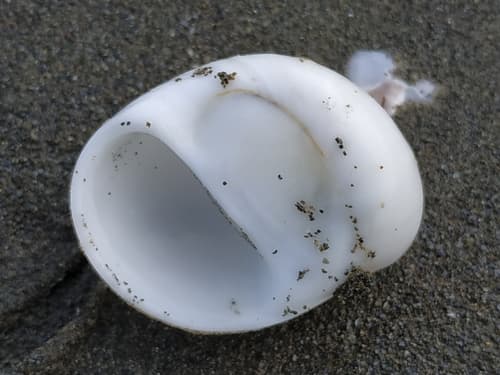 Pear-shaped Sand Snail