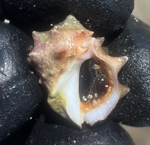 Penethais triangularis