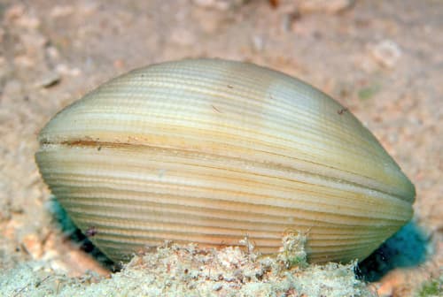 Periglypta exclathrata