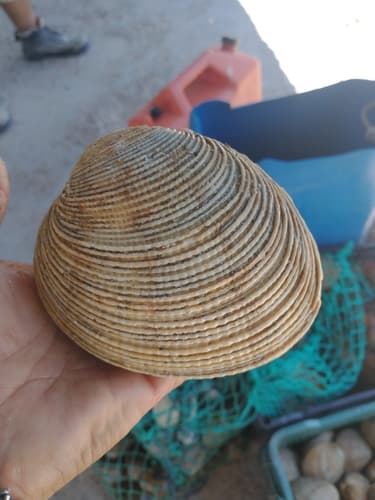 Periglypta multicostata