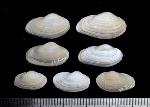 Petricola aequistriata