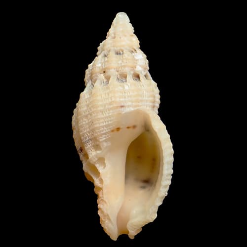 Phrygiomurex sculptilis