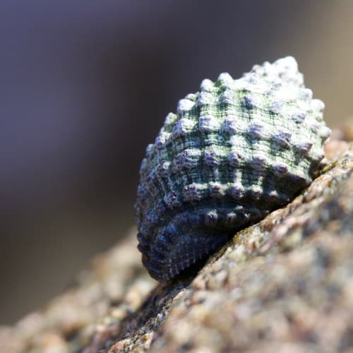 Plicopurpura columellaris