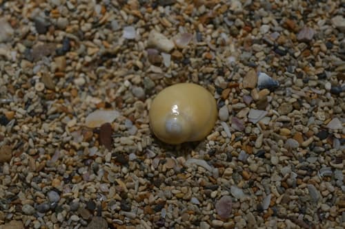 Polinices flemingianus