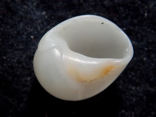 Polinices tawhitirahia