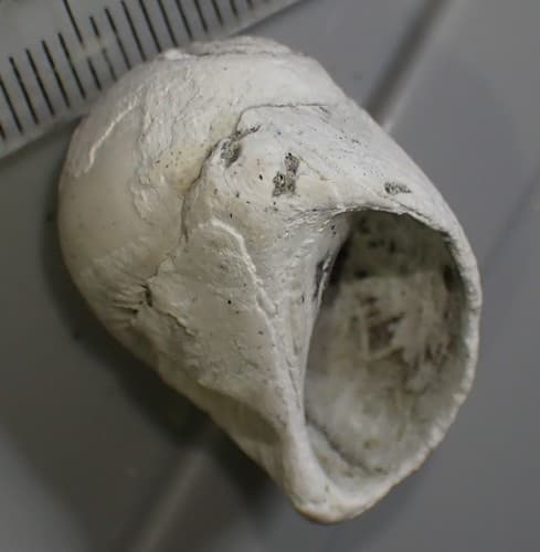 Polinices waipipiensis