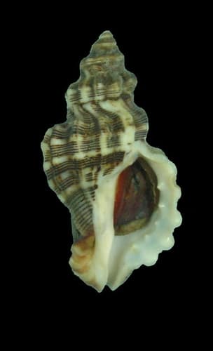 Poulson's Dwarf Triton