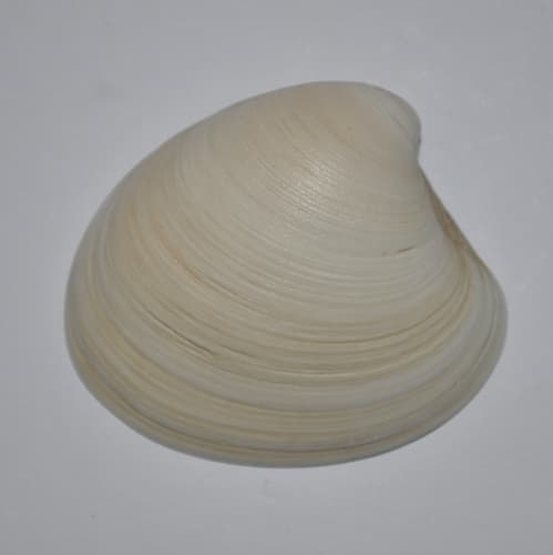 Proteopitar patagonicus