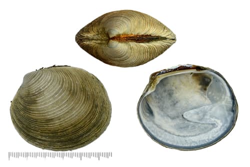 Protocallithaca adamsii