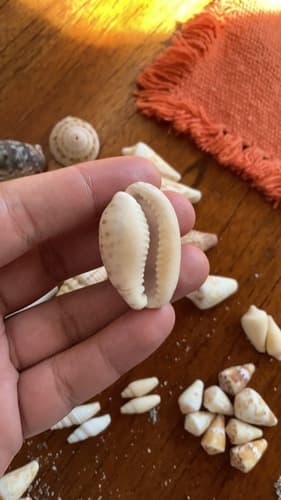 Pseudozonaria aequinoctialis