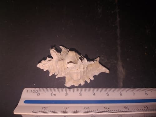 Pteropurpura erinaceoides