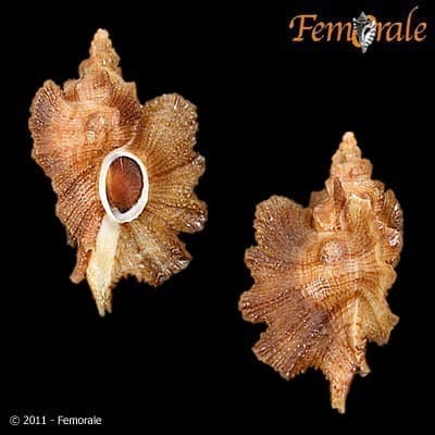 Pteropurpura macroptera