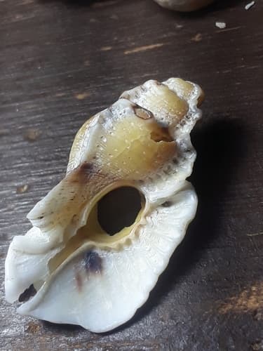 Pterotyphis fimbriatus