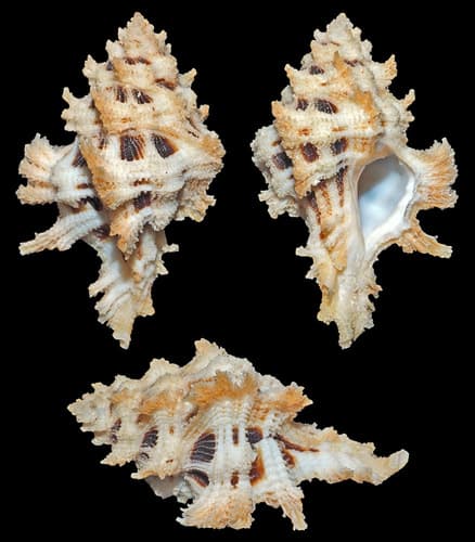 Pterynotus martinetanus