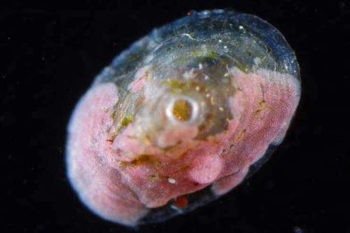 Puncturella harrissoni