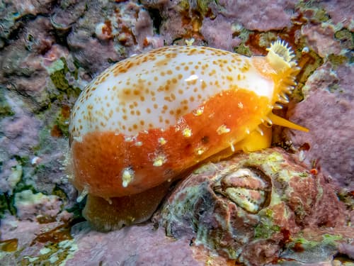 Purpuradusta hammondae