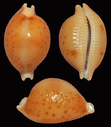 Pustularia bistrinotata