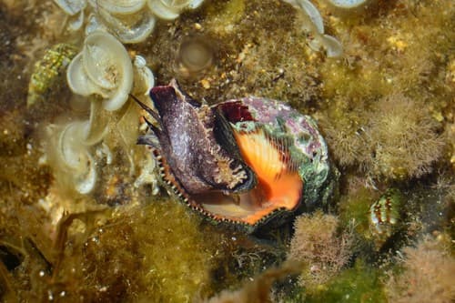 Red-mouthed Dog Winkle