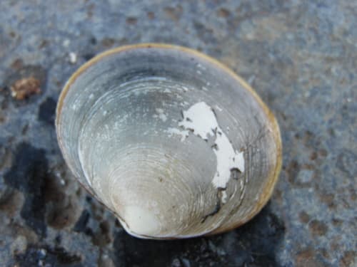 Retrotapes lenticularis