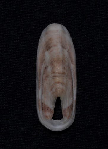 Ridge-Backed Keyhole Limpet