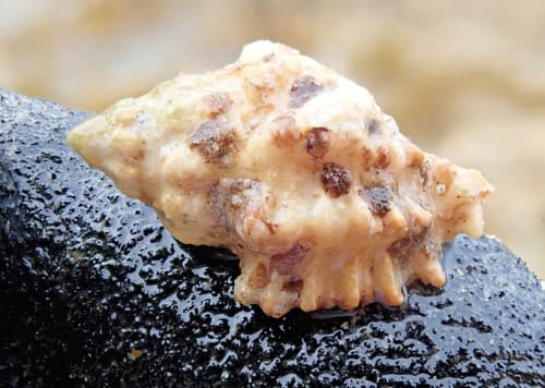 Rolandiella umbilicata