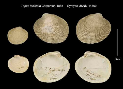 Rough-sided Littleneck Clam