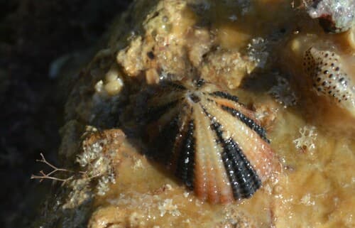 Ruppell's Keyhole Limpet