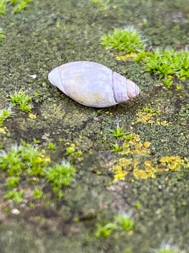 San Pedro Dwarf Olive Snail