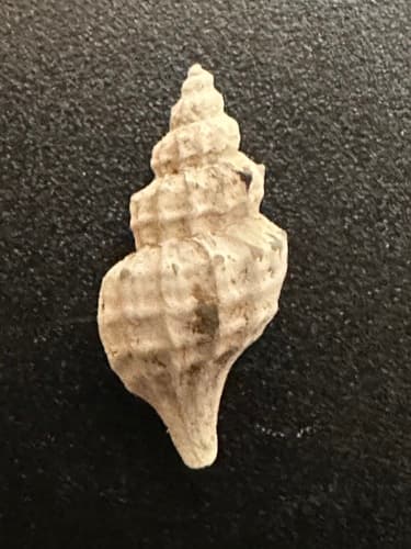 Scabrotrophon cerritensis