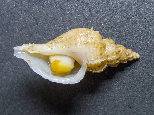 Scabrotrophon fabricii